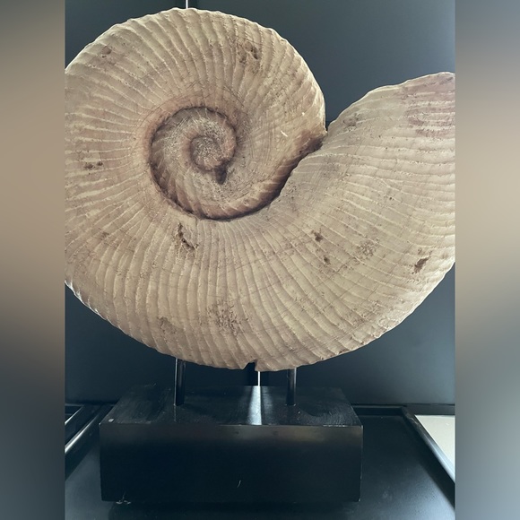 Design Toscanini Large Ammonite Fossil Sculpture On Museum Mount 18.5x18.5x4 - Picture 3 of 13